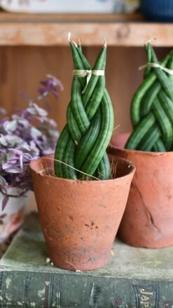 Sansevieria Cylindrica 'Braided' | Cylindrical Snake Plant | African Spear | Cylindrical Mother-in-laws-tongue -Plant Sale Store DSC 4024