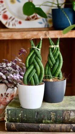 Sansevieria Cylindrica 'Braided' | Cylindrical Snake Plant | African Spear | Cylindrical Mother-in-laws-tongue -Plant Sale Store DSC 4032