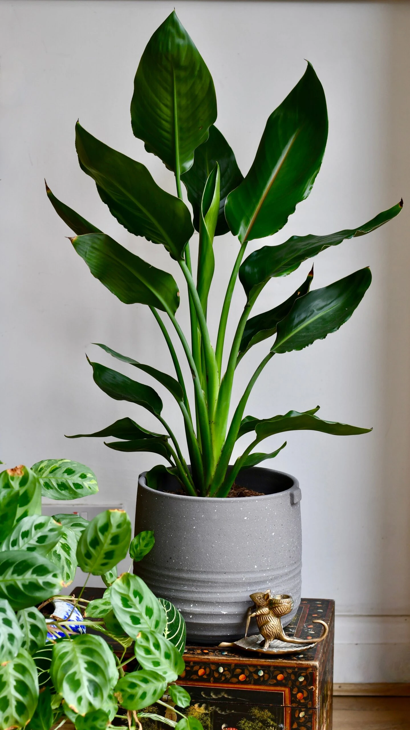 Strelitzia Reginae, Bird Of Paradise 2 Strelitzia Reginae, Bird Of Paradise - Image 2