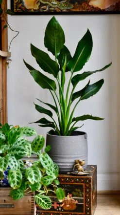 Strelitzia Reginae, Bird Of Paradise