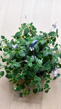 Streptocarpus Saxorum -Plant Sale Store DSC 4044