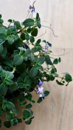 Streptocarpus Saxorum -Plant Sale Store DSC 4046