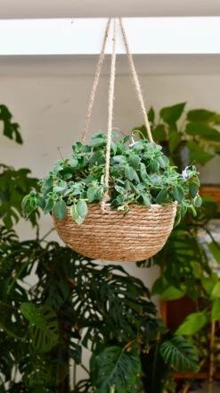 Streptocarpus Saxorum -Plant Sale Store DSC 4058