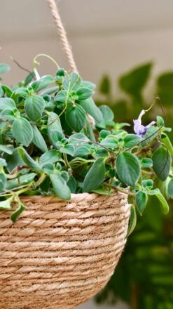 Streptocarpus Saxorum -Plant Sale Store DSC 4062