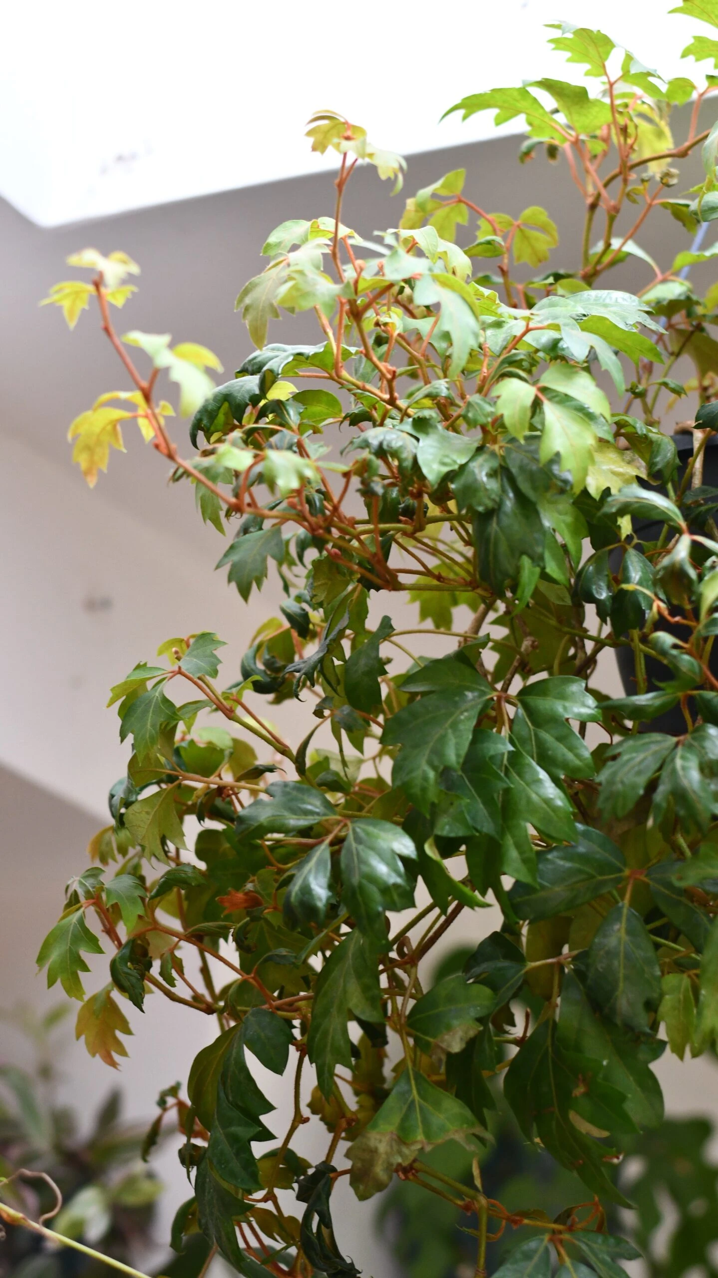 Cissus Ellen Danica Or Mermaid Vine 2 Cissus Ellen Danica Or Mermaid Vine - Image 2