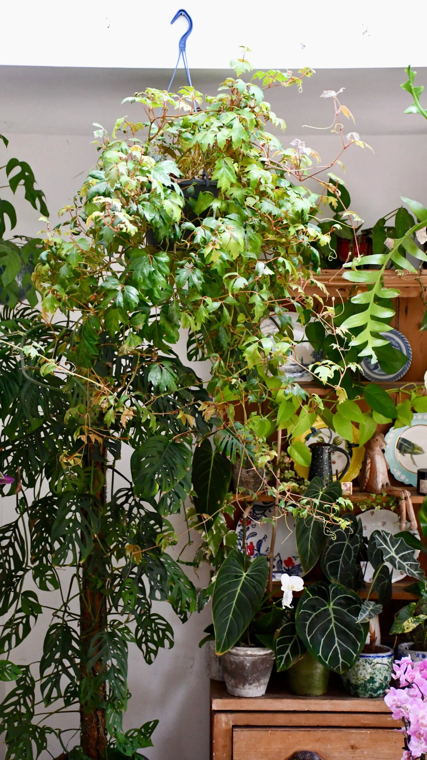 Cissus Ellen Danica Or Mermaid Vine 5 Cissus Ellen Danica Or Mermaid Vine - Image 5