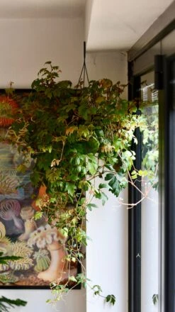 Cissus Ellen Danica Or Mermaid Vine 8 Cissus Ellen Danica Or Mermaid Vine -Plant Sale Store DSC 4083