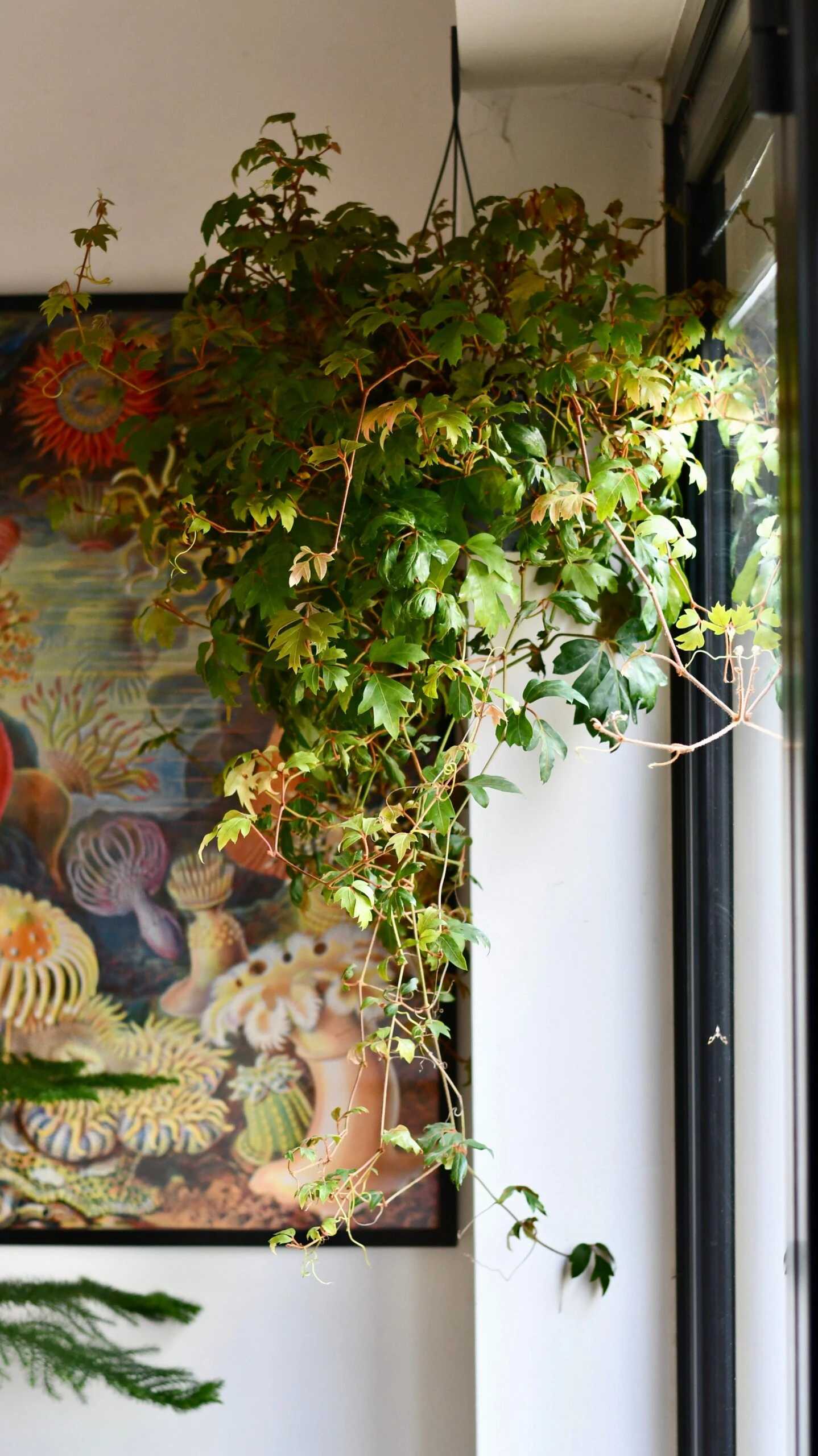 Cissus Ellen Danica Or Mermaid Vine 1 Cissus Ellen Danica Or Mermaid Vine