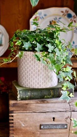 English Ivy (Hedera Helix) -Plant Sale Store DSC 4174