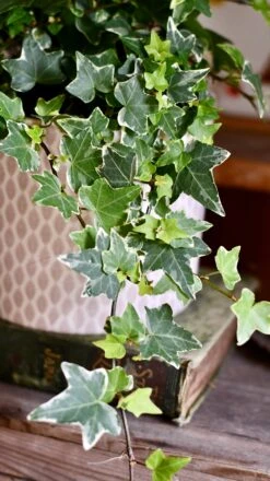 English Ivy (Hedera Helix) -Plant Sale Store DSC 4196