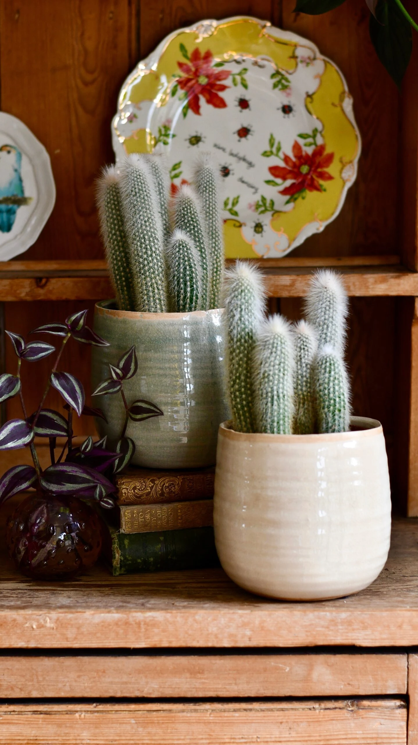 Old Man Cactus (Cephalocereus) 4 Old Man Cactus (Cephalocereus) - Image 4