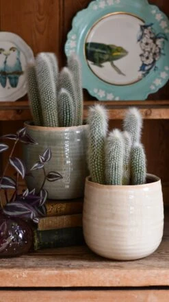 Old Man Cactus (Cephalocereus)