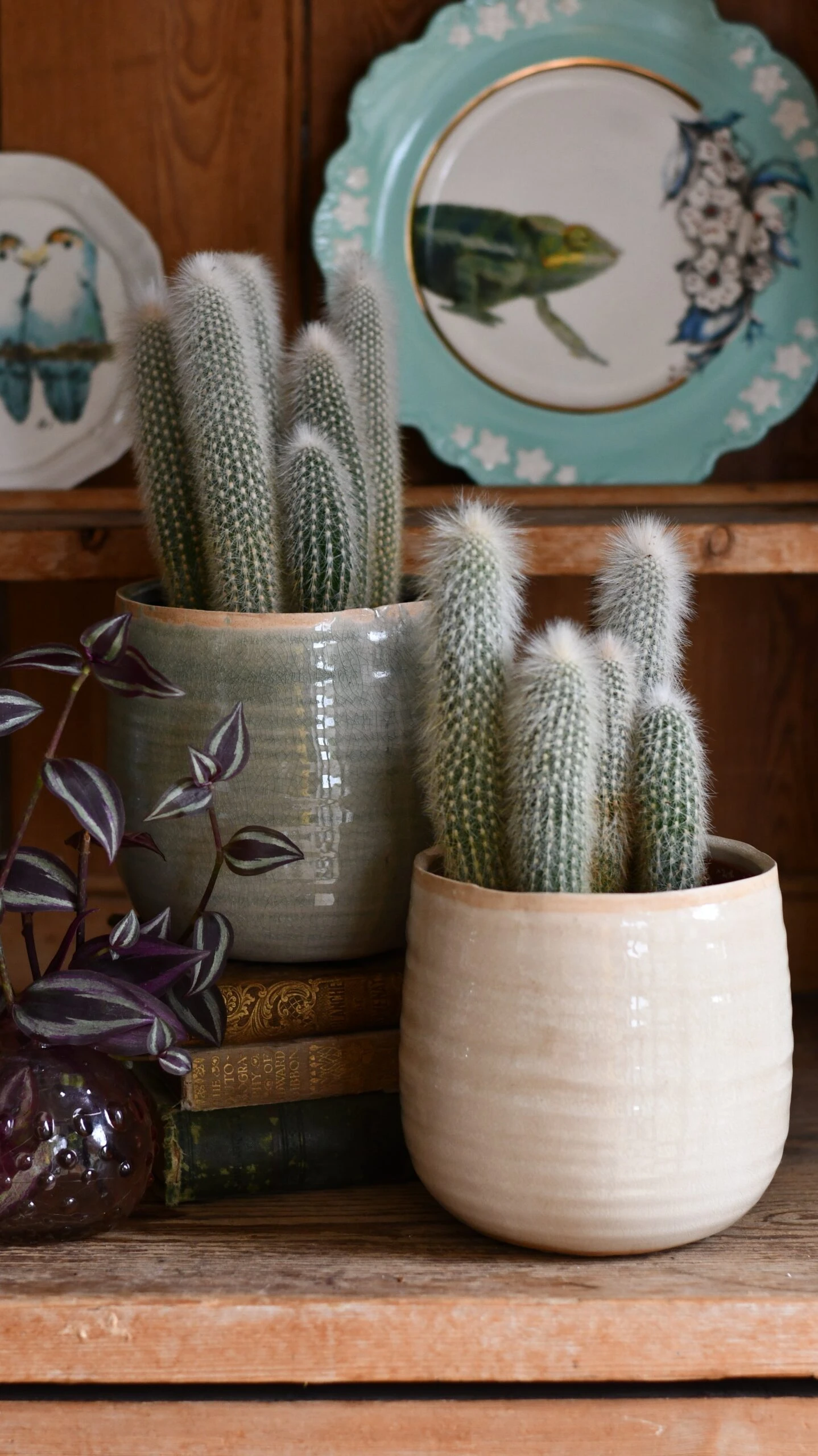 Old Man Cactus (Cephalocereus) 1 Old Man Cactus (Cephalocereus)