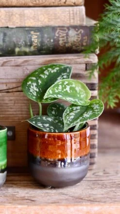 Baby Scindapsus Pictus Argyraeus (Satin Pothos) -Plant Sale Store DSC 4248