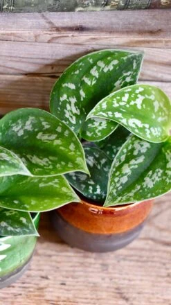 Baby Scindapsus Pictus Argyraeus (Satin Pothos) -Plant Sale Store DSC 4249