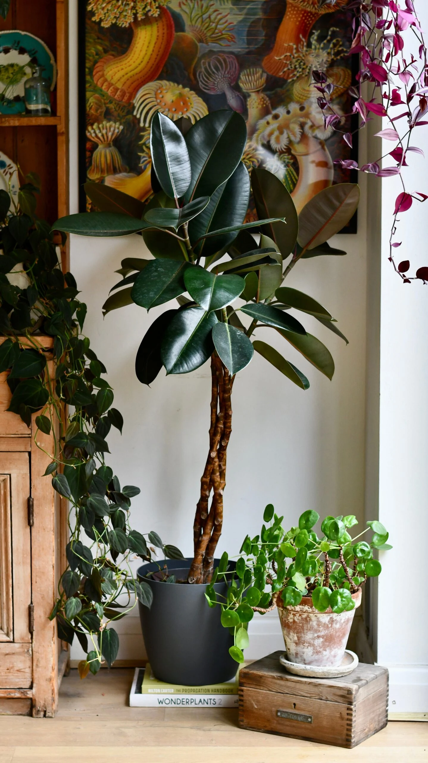 Twisted Stem Ficus Elastica (Rubber Plant) | Happy Houseplants | Indoor Tree 3 Twisted Stem Ficus Elastica (Rubber Plant) | Happy Houseplants | Indoor Tree - Image 3