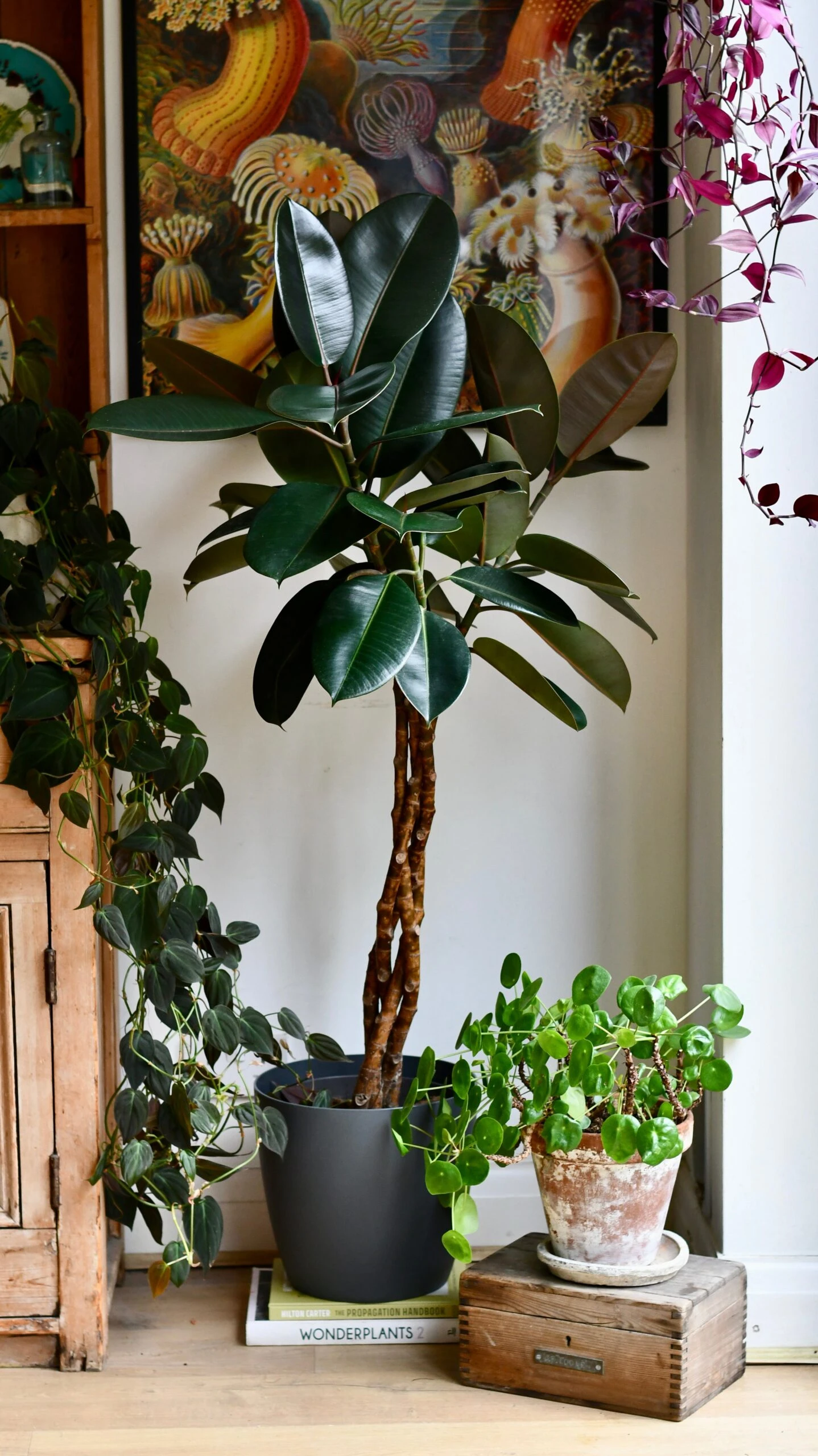 Twisted Stem Ficus Elastica (Rubber Plant) | Happy Houseplants | Indoor Tree 1 Twisted Stem Ficus Elastica (Rubber Plant) | Happy Houseplants | Indoor Tree