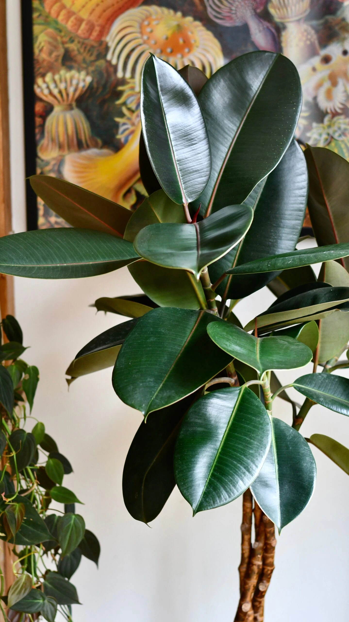 Twisted Stem Ficus Elastica (Rubber Plant) | Happy Houseplants | Indoor Tree 2 Twisted Stem Ficus Elastica (Rubber Plant) | Happy Houseplants | Indoor Tree - Image 2