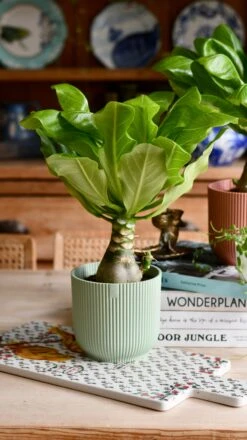 Brighamia Insignis (Hawaiian Palm, Alula) -Plant Sale Store DSC 8933