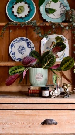 Maranta Fascinator Plant Gift Set (Optional Scented Candle & Plant Food) -Plant Sale Store DSC 9609