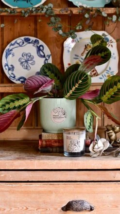 Maranta Fascinator Plant Gift Set (Optional Scented Candle & Plant Food) -Plant Sale Store DSC 9621