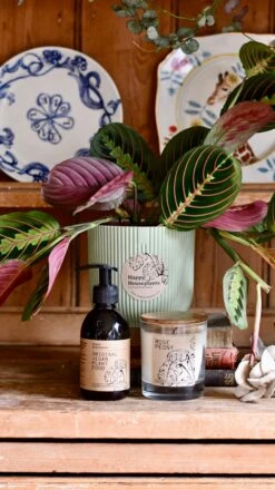 Maranta Fascinator Plant Gift Set (Optional Scented Candle & Plant Food) -Plant Sale Store DSC 9629