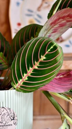 Maranta Fascinator Plant Gift Set (Optional Scented Candle & Plant Food) -Plant Sale Store DSC 9635