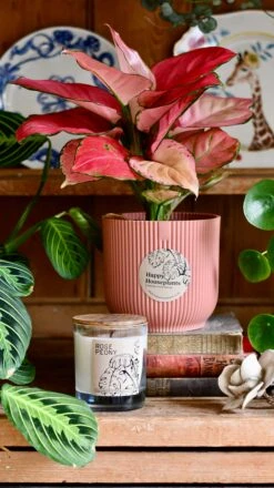 Aglaonema Pink Star Plant Gift Set With Pink Elho Pot (Optional Scented Candle & Plant Food) -Plant Sale Store DSC 9677