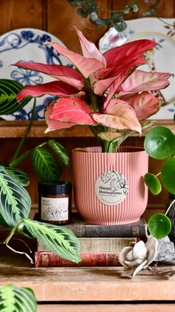 Aglaonema Pink Star Plant Gift Set With Pink Elho Pot (Optional Scented Candle & Plant Food) -Plant Sale Store DSC 9678