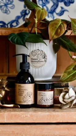 Philodendron Micans Plant Gift Set With White Elho Pot (Optional Scented Candle & Plant Food) -Plant Sale Store DSC 9702