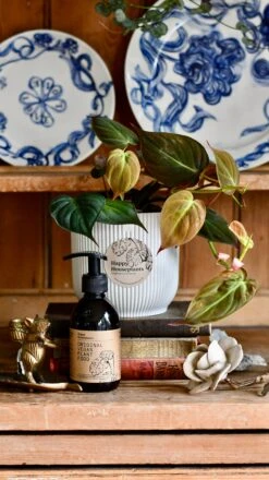 Philodendron Micans Plant Gift Set With White Elho Pot (Optional Scented Candle & Plant Food) -Plant Sale Store DSC 9706