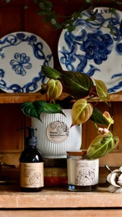 Philodendron Micans Plant Gift Set With White Elho Pot (Optional Scented Candle & Plant Food)