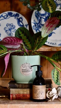 Maranta Fascinator Plant Gift Set (Optional Scented Candle & Plant Food) -Plant Sale Store DSC 9761