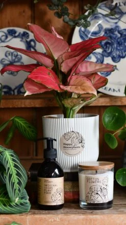 Aglaonema Pink Star Plant Gift Set With White Elho Pot (Optional Scented Candle & Plant Food) -Plant Sale Store DSC 9802