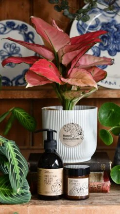 Aglaonema Pink Star Plant Gift Set With White Elho Pot (Optional Scented Candle & Plant Food)