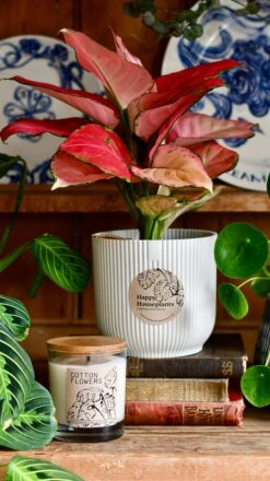 Aglaonema Pink Star Plant Gift Set With White Elho Pot (Optional Scented Candle & Plant Food) -Plant Sale Store DSC 9813