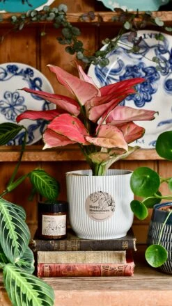 Aglaonema Pink Star Plant Gift Set With White Elho Pot (Optional Scented Candle & Plant Food) -Plant Sale Store DSC 9817