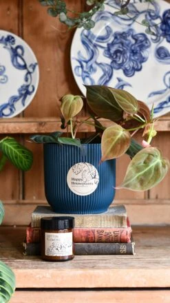 Philodendron Micans Plant Gift Set With Blue Elho Pot (Optional Scented Candle & Plant Food) -Plant Sale Store DSC 9820