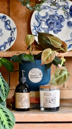 Philodendron Micans Plant Gift Set With Blue Elho Pot (Optional Scented Candle & Plant Food) -Plant Sale Store DSC 9826