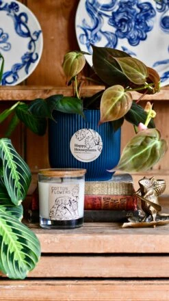 Philodendron Micans Plant Gift Set With Blue Elho Pot (Optional Scented Candle & Plant Food) -Plant Sale Store DSC 9829