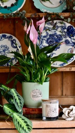 Spathiphyllum Bellini Plant Gift Set With Sorbet Green Elho Pot (Optional Scented Candle & Plant Food) -Plant Sale Store DSC 9852