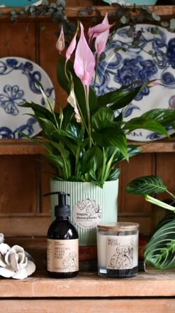 Spathiphyllum Bellini Plant Gift Set With Sorbet Green Elho Pot (Optional Scented Candle & Plant Food) -Plant Sale Store DSC 9856