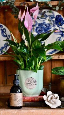 Spathiphyllum Bellini Plant Gift Set With Sorbet Green Elho Pot (Optional Scented Candle & Plant Food) -Plant Sale Store DSC 9857