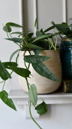 Epipremnum Cebu Blue (Cebu Blue Pothos, Epipremnum Pinnatum) -Plant Sale Store DSC 9870