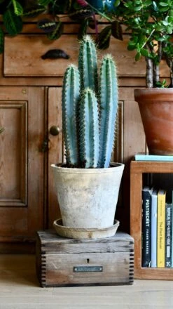 Pilocereus Pachycladus Azureus | Brazilian Blue Cactus | Blue Columnar Cactus