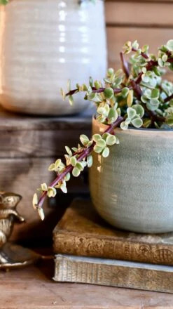 Variegated Portulacaria Afra (Elephant Bush, Dwarf Jade Plant, Porkbush) 11 Variegated Portulacaria Afra (Elephant Bush, Dwarf Jade Plant, Porkbush) -Plant Sale Store DSC 9991