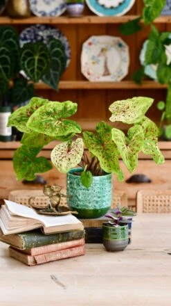 Reactive Glaze Planter (Emerald 13cm Plant Pot) -Plant Sale Store E1227079 7D02 46C2 AA99 8871E99E602B 1 201 a