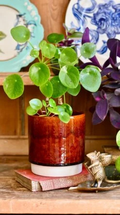 Amber Reactive Planter (13cm Plant Pot) -Plant Sale Store E1EBFDBE 197C 4D05 9245 4EF3D72E3330 1 201 a