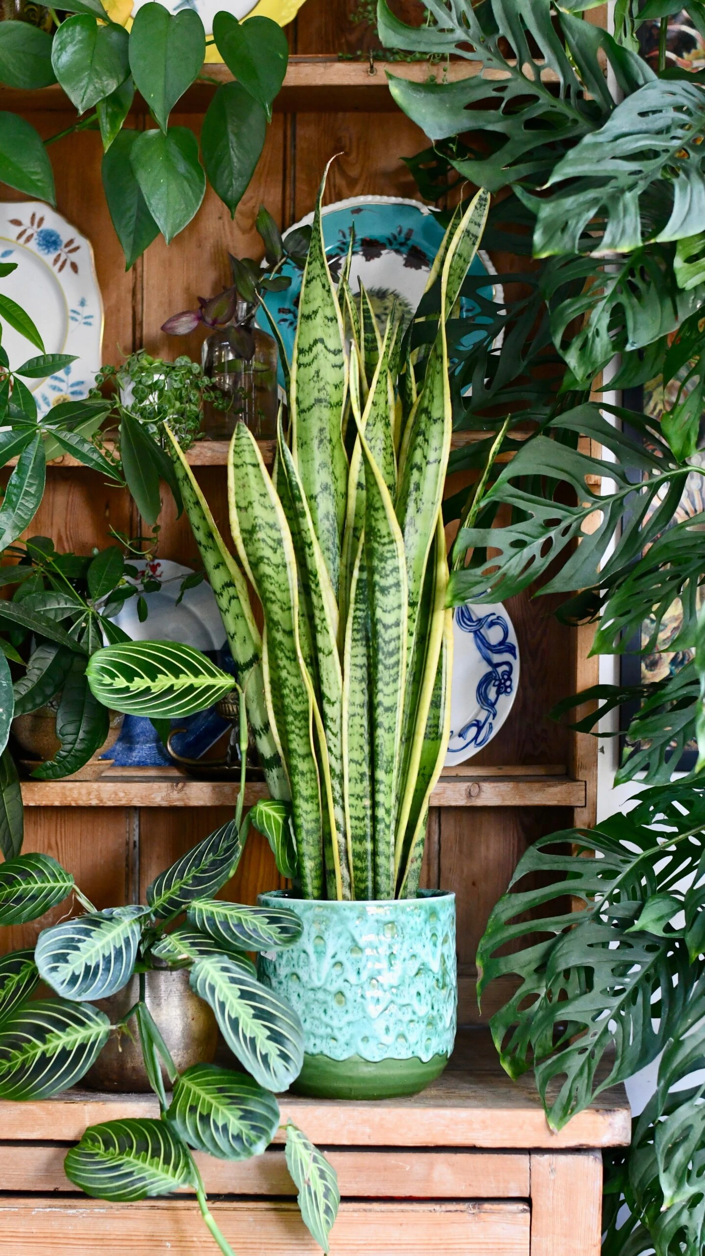 Sansevieria Laurentii, Variegated Snake Plant, Mother In Laws Tongue