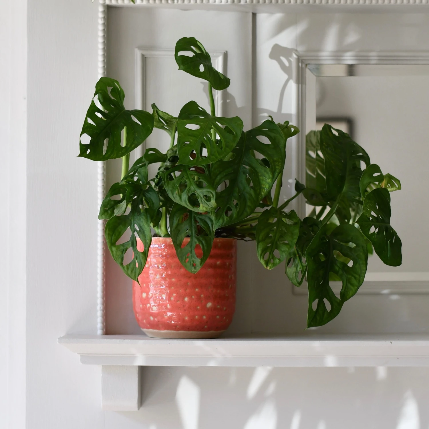 Titan Reactive Planter (13cm Plant Pot) 1 Titan Reactive Planter (13cm Plant Pot)